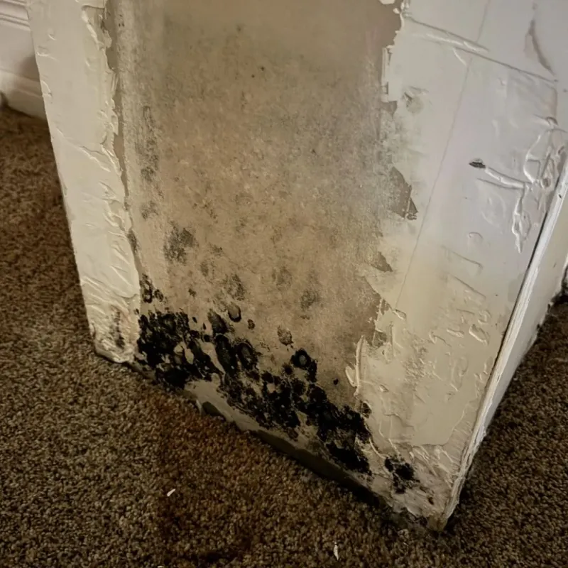 Professional Mold Removal in Happy Camp, CA